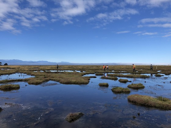 Staff looking for Spartina plants in the tideflats