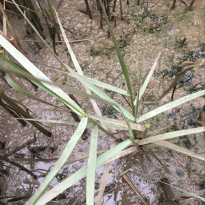 Spartina grass