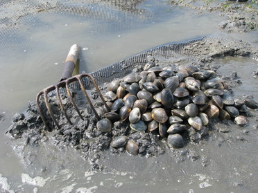 Clams being harvested with a clam rake
