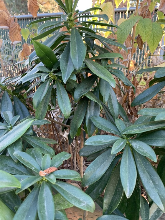 Image of spurge laurel, an evergreen shrub with dark green, glossy, oval leaves.