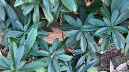 Image of spurge laurel, an evergreen shrub with dark green, glossy, oval leaves.
