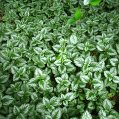 Photo of a large mat of yellow-archangel leaves. The leaves are growing densely together and have silver markings.