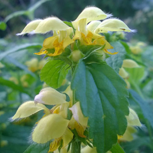 Close-up photo of yellow-archangel flowers. The flowers are yellow with large, hood-like upper petals. There is a green leaf among the flowers.