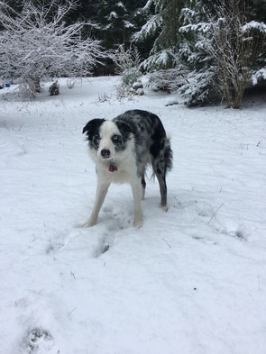 Gray, black and white Australian shepherd dog standing in snow.