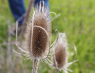 Common teasel flowerhead, which is brown, oval shaped, and spiney. Large bracts grow from its base.
