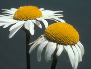 Flower heads of two oxeye daisies with distinctive white petals and yellow centers.
