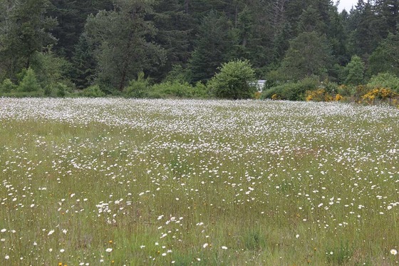 Field full of white oxeye daisies