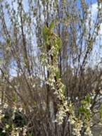 Photo of flowering oso berry stalks