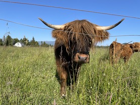 A highland cow in a pasture standing behind a hotline.
