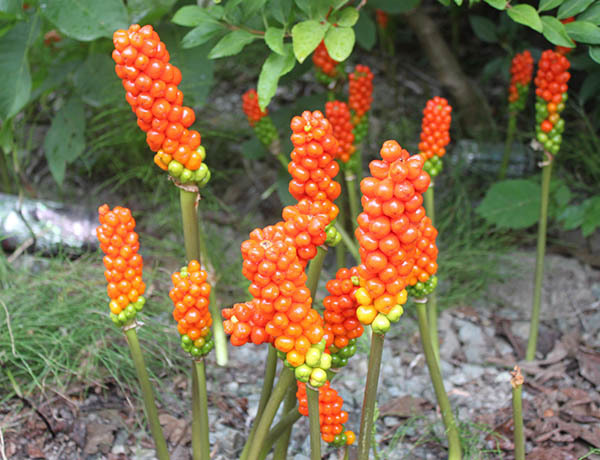 Italian arum berries, which are bright red and grown in tight clusters at the top of the stalk. Lower berries are green.