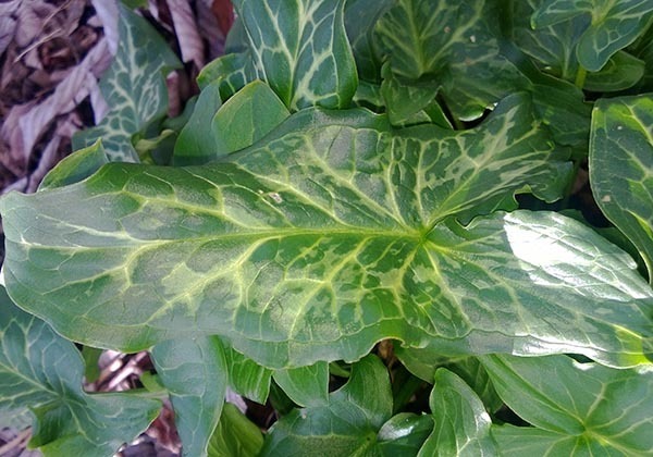 Italian arum leaf, dark green and arrowhead-shaped with lighter leaf veins.