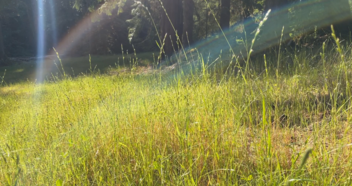Long pasture grass in the sun.