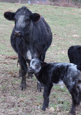 A little gray calf standing in front of its mother, a gray cow.