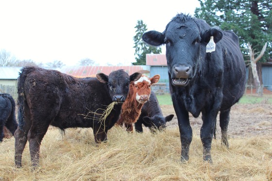 Three baby cows, two dark and one light brown, eating hay next to a black and white cow with an ear tag that says "Helen."