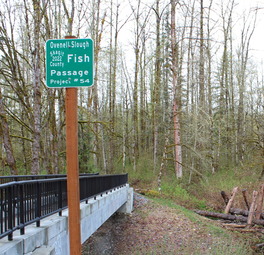A sign that reads "Ovenell Slough Fish Passage Project #54, Skagit County 2022" in front of a stream with a concrete bridge.