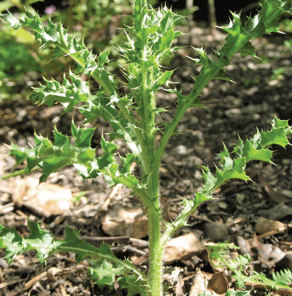 Close-up of the hairy green stem of a Canada thistle, with spiney, lobed leaves growing off of it.