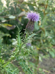 The flower of a Canada thistle, a scaled bulb with fine purple petals seeming to burst from the top.