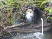 Photo of the culvert on Carpenter Creek. It has shallow water running through it and branches stacked in front.