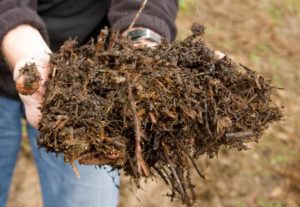 Compost Mulch