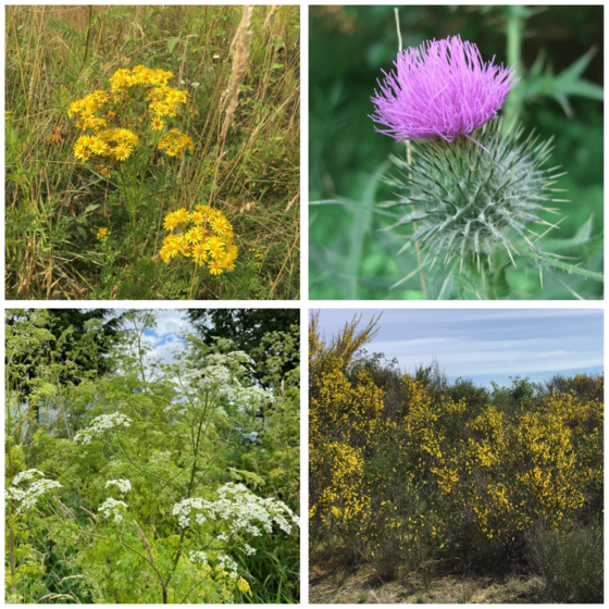 Photos of tansy ragwort, thistle, poison hemlock, and Scotchbroom (from left to right, top to bottom)