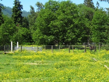 Pasture full of yellow weeds.