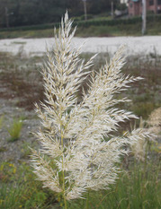 Close-up of a feathery pampas grass seedhead. 