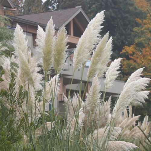 Pampas grass with large, feathery seed heads, in front of a house.