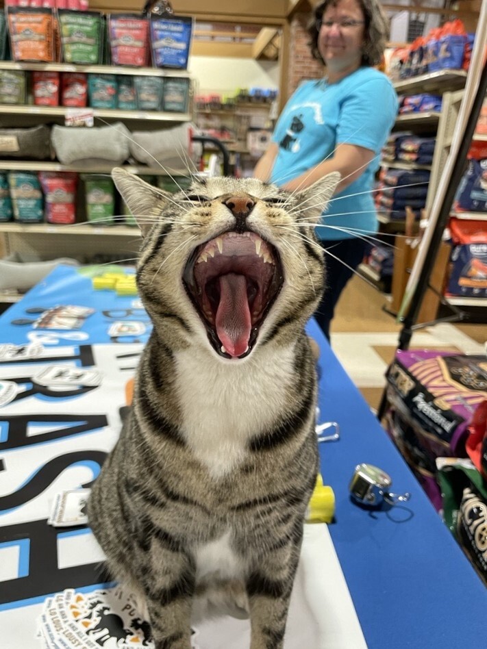 Daikon, a brown tabby cat, yawning while sitting on a table covered in dog supplies. A woman working the table smiles in the background.
