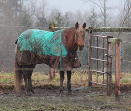 A horse standing in mud.