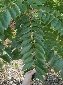 A compound tree-of-heaven leaf, with small leaflets growing opposite each other on the stem.