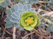 Close up of myrtle spurge showing the bright green leaves and yellow flower at the end of its stalk.