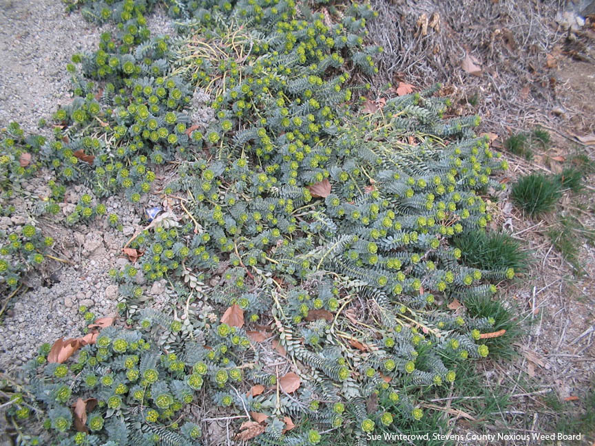 Photo of myrtle spurge showing how it creeps across the ground.
