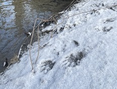 Raccoon prints in snow on a riverbank.