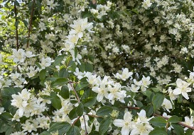 Fluffy white mock orange flowers surrounded by green leaves.