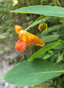 Orange jewelweed flower with red spots.