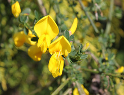 Yellow Scotch broom flowers in classic pea flower shape, with a large, hood-like petal over smaller petals.