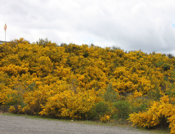 A large patch of Scotch broom in bloom, full of yellow flowers, on the side of a freeway.