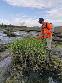 Evan Emrick, Noxious Weed Coordinator, treating spartina in salt flats.