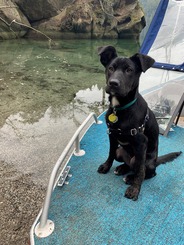 Evan's dog, Matia, who has short black fur and ears that fold at the top, sitting in a boat.