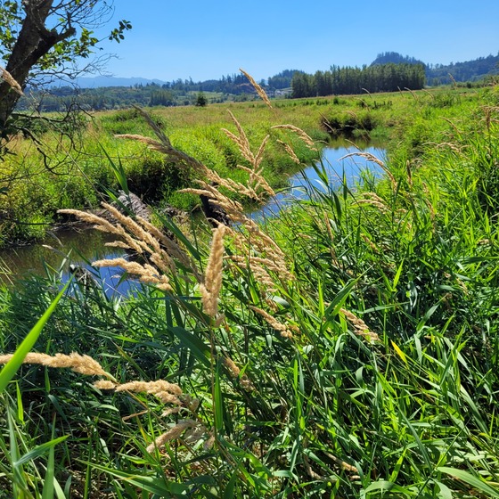 A stream choked by reed canary grass.