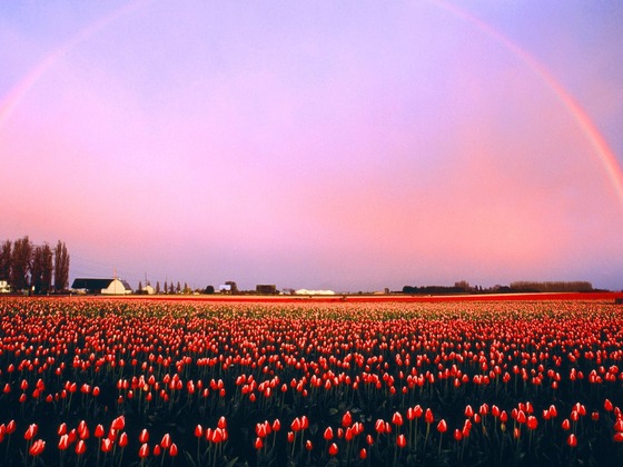 A field of red and yellow tulips under a pink and purple sky with a rainbow crossing it.