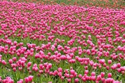 A field of pink tulips.