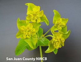 Yellow flowers at the top of an eggleaf spurge plant, labeled as property of San Juan County Noxious Weed Control Board.