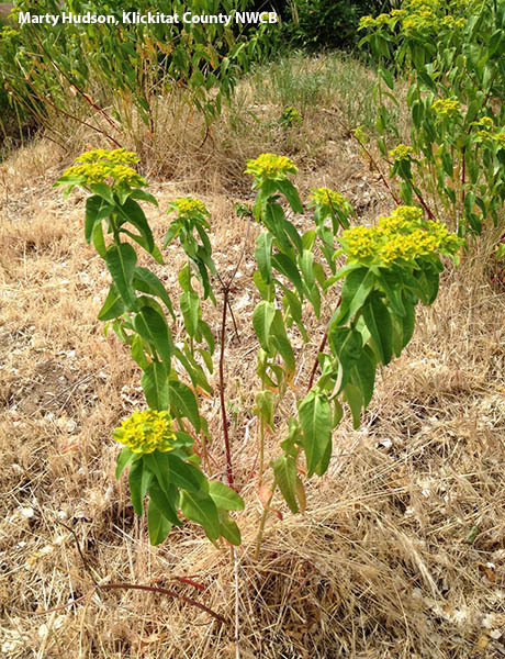 Eggleaf spurge stalks topped with yellow flowers and with oval shaped leaves growing up the stalk, taken by Marty Hudson, Klickitat County