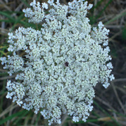 Close up of a Queen Anne's lace flower cluster made up of tiny white flowers with a darker spot in the middle of the cluster.