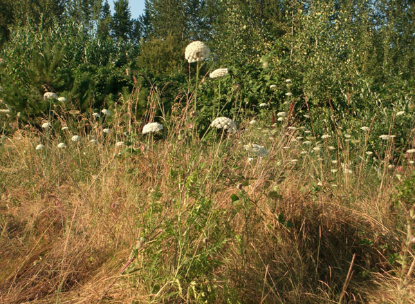 A few tall-stemmed Queen Anne's lace plants with dome-shaped white flower clusters at the top.