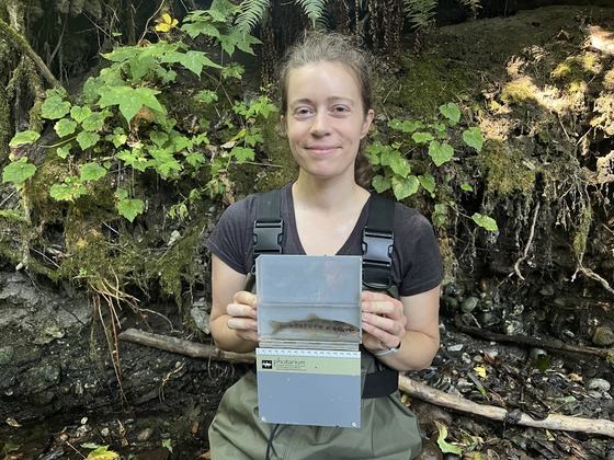 A young woman holding a small cutthroat trout in a fish holder for surveying fish populations.