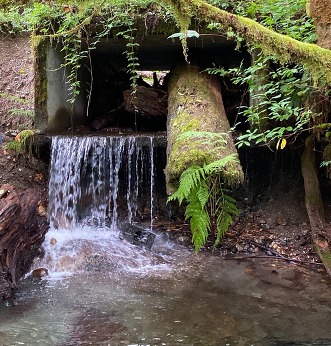 The outlet of the culvert at Dry Creek, which sits high above the stream and has water pouring down from its mouth.