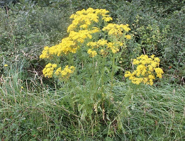 A tansy ragwort plant, with green stems and ruffled leaves, and yellow flowerheads blooming at the top.