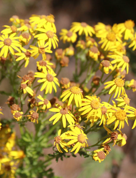 Tansy ragwort flowers, with 13 yellow petals circling a round, yellow-orange center.